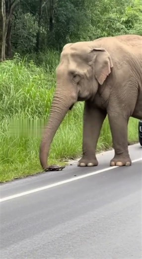 🐘 Baby Elephant Stops Traffic to Help Turtle Cross the Road 🐢