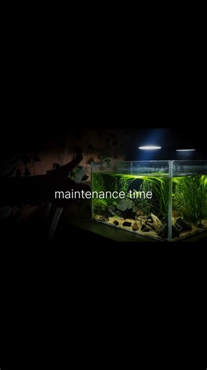 weekly maintenance time for an aquarium hobbiest #aquarium #feeds #maintenance #onlyfishes