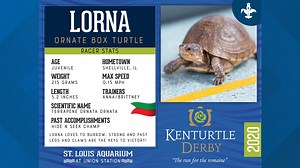 And they're off! The St. Louis Aquarium is livestreaming the 'Kenturtle Derby' this weekend