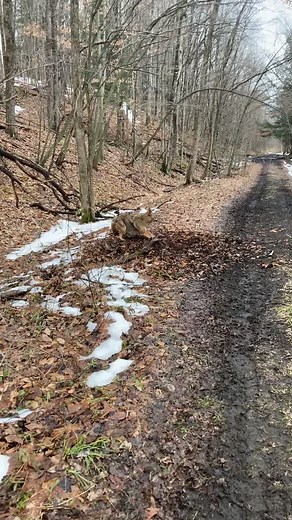 Beautiful coyote sound #coyote #trapping #outdoors #nuisance #hunting #gamemanagement #wildlifemanagement