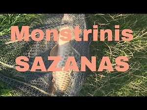SKIRVYTĖ | MONSTRINIS SAZANAS | Ar sazanai nukeliavo aukštyn į Nemuną?