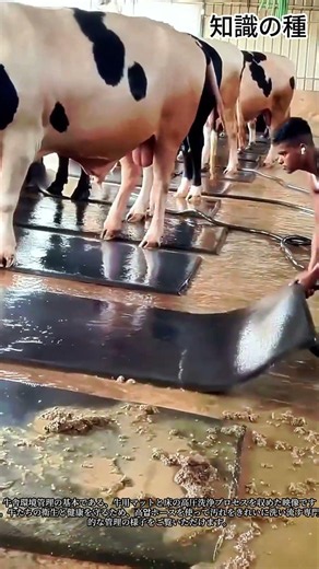 牛舎の床＆マットの高圧水洗浄作業プロセス #cowfarm #barncleaning #cattle #agriculture #farmlife