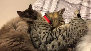 22K views · 1.7K reactions | Phew... these guys are glad it's Friday, they've obviously had a really hard week.... | Cat Cafe Manchester | Facebook