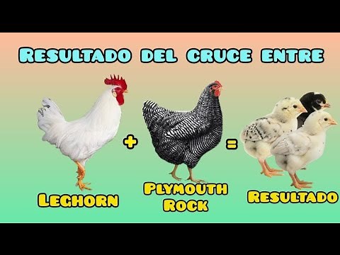 What Happens If You Cross a Plymouth Rock Hen with a Leghorn Rooster? The Results Are Amazing.
