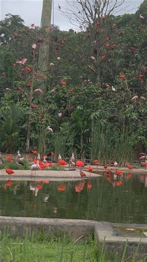 Scarlet Ibis and American Flamingos #zoo #animals #shortvideo #shorts #fyp #fypシ゚viral #singapore