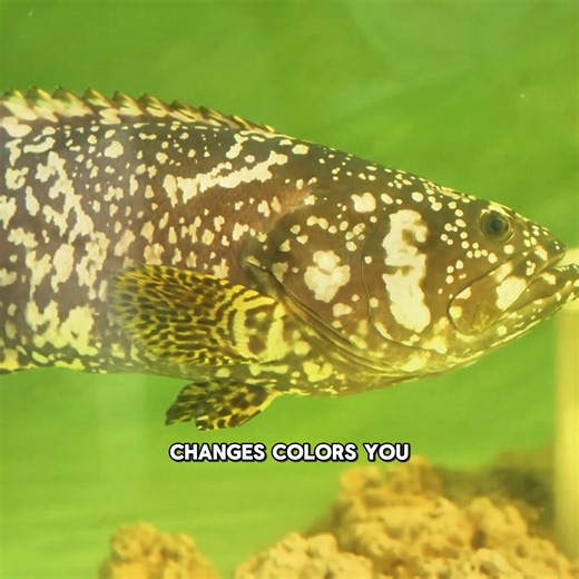 20K views · 160 reactions | We Caught So Much Fish Here! | The Fish Guys | Facebook