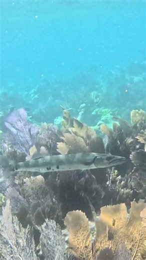 Great Barracuda in Silent Ambush Mode 🐟🤯🌊
