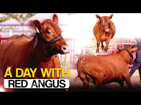 A Day with Red Angus