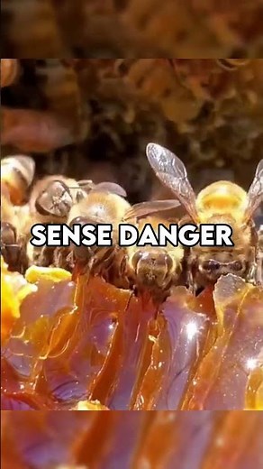 How Beekeepers Handle Thousands of Angry Bees #bees #shorts