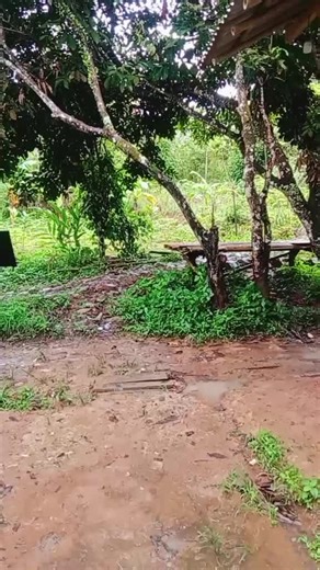 POLYTRON smart Cinemax Google TV 32 inch PLD#polytronTVmurahViral#ckaotsekarang