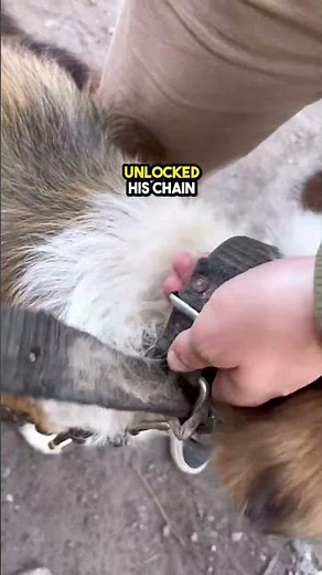 This dog was on a construction site but this happened😲😢💔