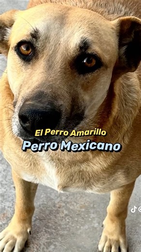 Leo Haddad Baruqui🍏 on Instagram: "En México hay más de 28 millones de perros en situación de calle, además somos el país número uno en abandono animal. Soy fiel creyente de que unidos podemos hacer un cambio, entonces a partir de hoy esta cuenta no solo apoyará a negocios de comida callejera, sino que también a perros callejeros. Los que me conocen saben que mi más grande sueño es acabar con esta problemática en nuestro país. Van a haber muchas dinámicas en esta cuenta para donar buenas cantid