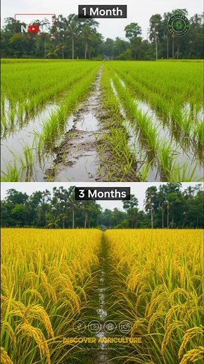 Amazing Rice Farming | Amazing Paddy Cultivation #ricefarming #paddycultivation