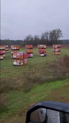 Tractor-Trailer Full of Honey Bees Arrives for Pollination Season
