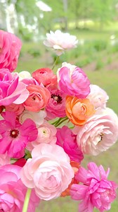 Ranunculus and spring sounds for your feed🐦🎶🌸💫 #flowerchickfarm #Ranunculus #flowers #mysouthernliving #homeandgarden | Flower Chick Farm