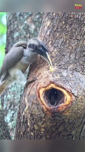 these birds that lay their eggs in the weirdest places. #tamil #facts #shorts