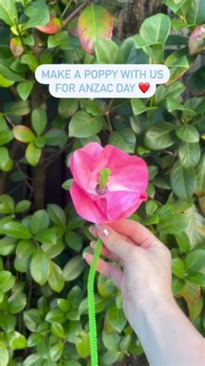 On ANZAC Day, the poppy symbolises remembrance and honours the sacrifices made by our brave servicemen and women. Let us pay tribute to their courage and commitment to our freedom. Wear your poppy with pride today as we commemorate their incredible contributions to our nation's history #LestWeForget ❤️ | The University of Notre Dame Australia