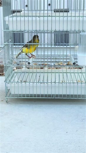 Exploring Timbrado Canaries in Miami