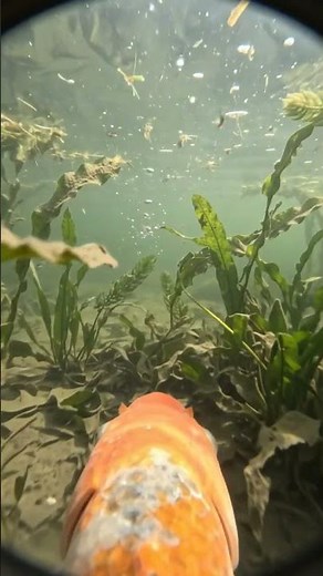 Koi carp swimming underwater #fishfootage #aquaticlife #fishvideo