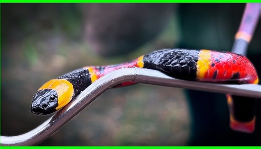 America’s most venomous snakes - and how fast a bite can turn critical