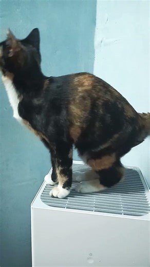 The "Can’t Do" List~ 😼😼😼 #myleo #mytommy #myroro #aithecat