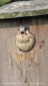12K views · 884 reactions | Our Bird of the Week is the American Kestrel. We think one of the coolest aspects of this species is the "eyes" on the back of its head. What's your favorite feature of this little falcon? Learn more: https://abcbirds.org/bird/american-kestrel/ | American Bird Conservancy | Facebook