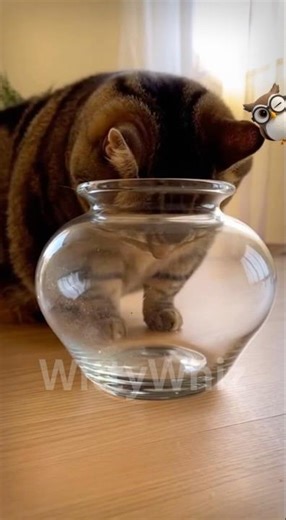 Gato vs. Jarrón (Infiltración Victoriosa)🏆😹