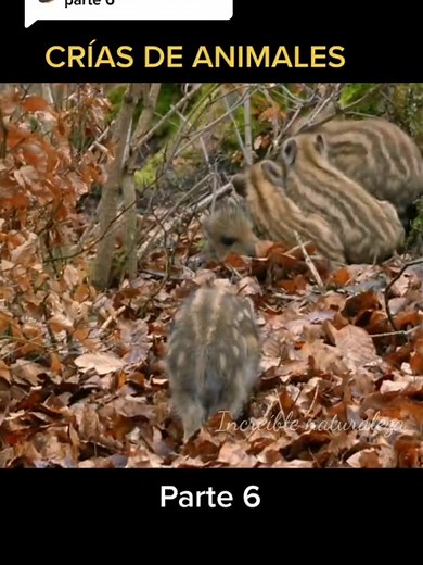 🐗 Crías De Animales Parte 6 🌿 Los Bebés Jabalíes Empiezan A Explorar El Mundo 💚 #Jabalí #NatGeo #DiscoveryChannel #AnimalPlanet #Documentales #Increiblenaturaleza4k | Increible Naturaleza 4K