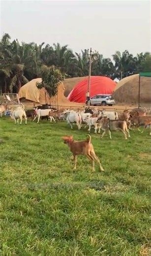 Catch Me if You Can! Goshala Edition" #viral #cow #reels #yt #farming #animals
