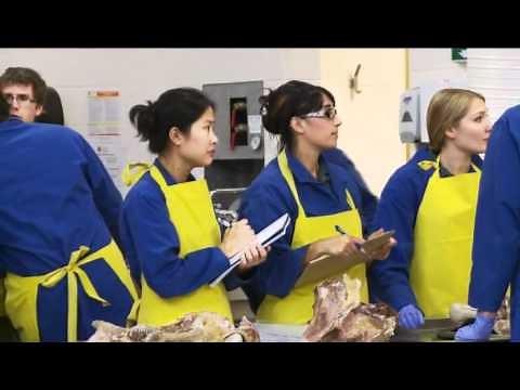 Exploring Careers in Veterinary Medicine: From Caring for Pets to Protecting Our Food Supply