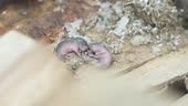 Baby mice without fur. Newborn mice. Macro. Pets