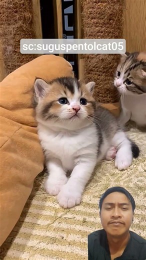 Cute Cats ‼️suguspentolcat05 #shortvideo #shorts #viralvideo #cats #catshorts