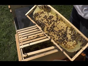 Imkern ohne Absperrgitter auf einem Brutraum