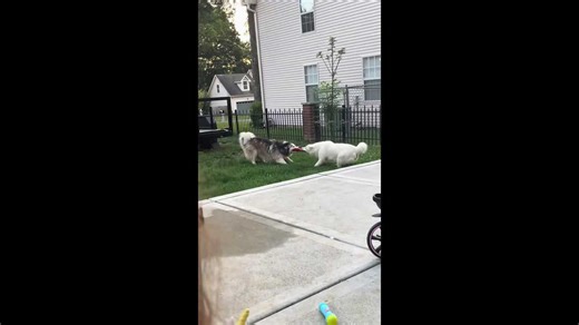 Two dogs fight over toy, but it looks like they are dancing.