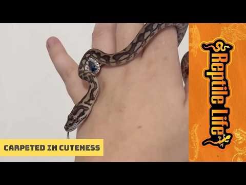 Gorgeous Darwin Carpet Pythons | Reptile Life Hoppers Crossing