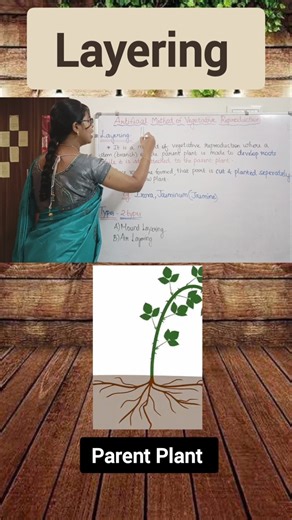 Layering #class12botany #layering #layering example
