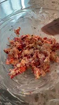 Classic Lobster Rolls 🦞 #lobsterrolls