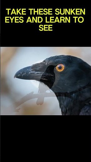 The Beatles: Blackbird [Esher Demos]