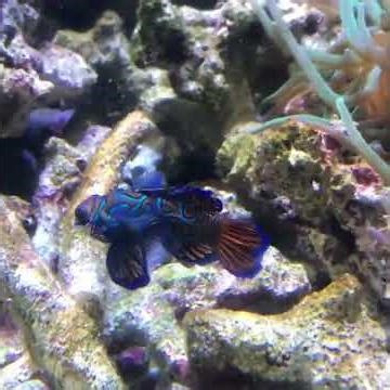🐠 The mandarin fish, Synchiropus splendidus, lives in the western Pacific#fish#mandarin#ocean#fish