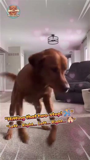 He's got the moves! Left, Right, Left, Right 🐾😂 #dogsofyoutube #pets #derpdogstv #puppy #funnydogs