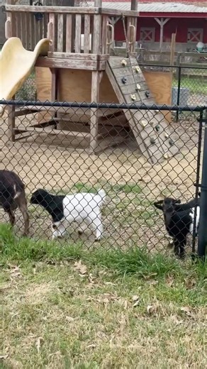 Why do goats sound weird? The Truth REVEALED