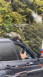 1K views · 352 reactions | I swear it was going to come in for a ride Kea are alpine parrots in the alpine regions of New Zealand, and while they are beautiful they are also a bit spicy.. you never know what they’ll do. #newzealand | Angela Liguori | Facebook