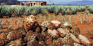 Producción de tequila 100% agave crece