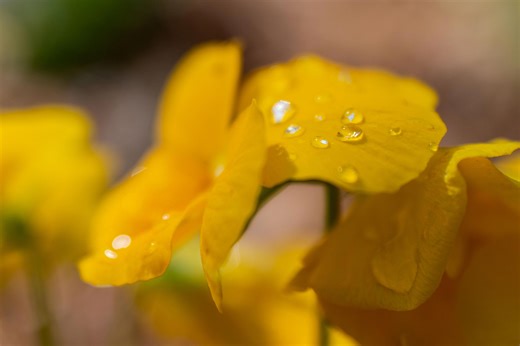 Craving spring? See Old Farmer's Almanac, NOAA forecasts for Illinois