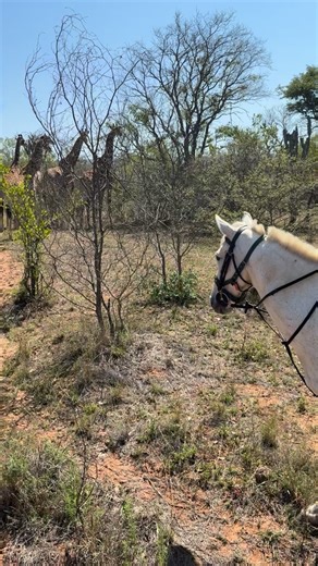 Lovely morning treat bumping into all these giraffe! #ridinginsouthafrica #ridewithgiraffe #familyridingsafari #horsesafari #giraffe #ridingadventure #safaribyhorse #itsAnAntslife #waterbergrhinouk #rideworldwide Top quality horse safaris and riding adventures since 1995 and fully bonded for your security and peace of mind. | Ride World Wide