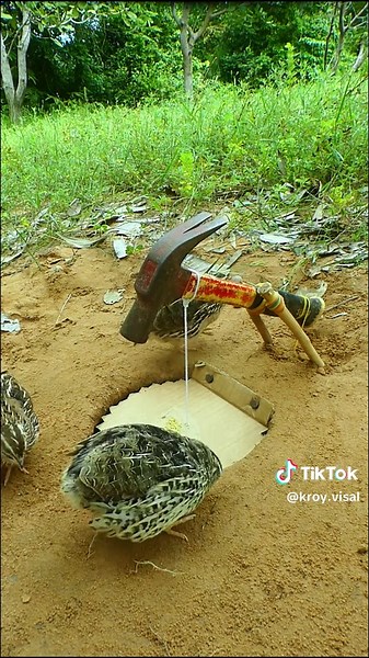 Unique Quail Trap Technique You Must Try