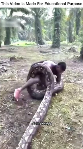Man vs Monster Python – Shocking Real Fight! #shorts