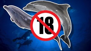 Plongée dans la sexualité follement débridée des femelles dauphins
