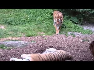 Crouching tiger, Dublin zoo