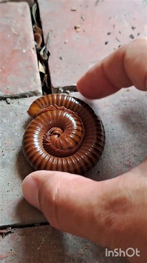How to Handle Super Long Millipedes 2